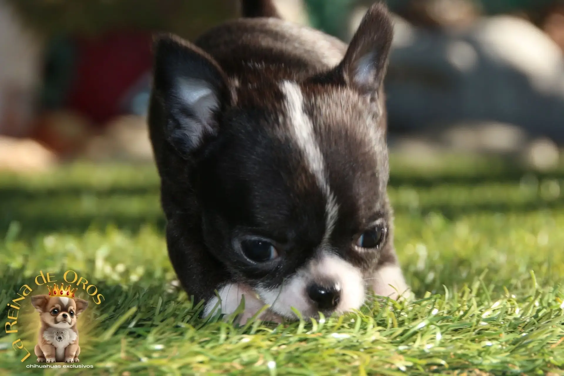 cachorro chihuahua negro y blanco