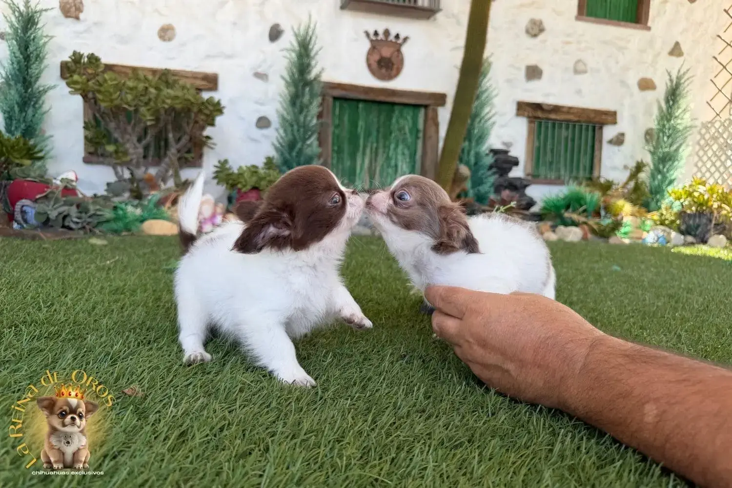 cachorro chihuahua toy