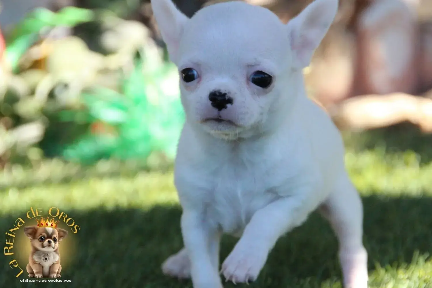 cachorro chihuahua pelo corto