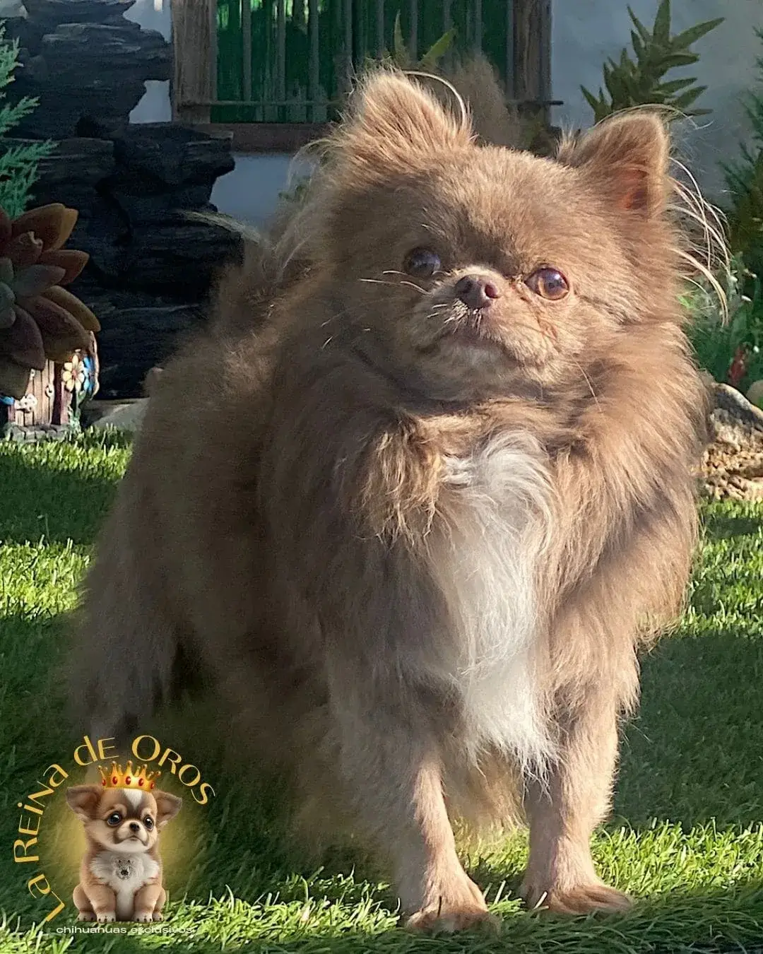 macho-chihuahua-adulto-queen-criadero-de-la-reina-de-oros