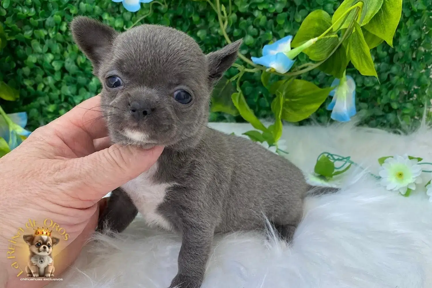cachorro chihuahua lluvia de nucleo zoologico autorizado