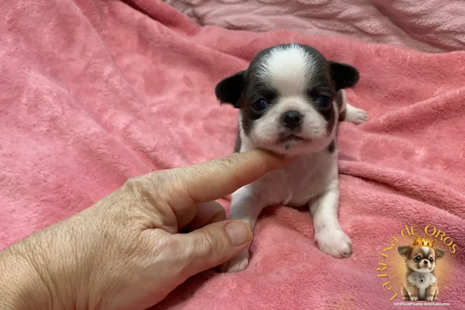 cachorro-chihuahua-menino