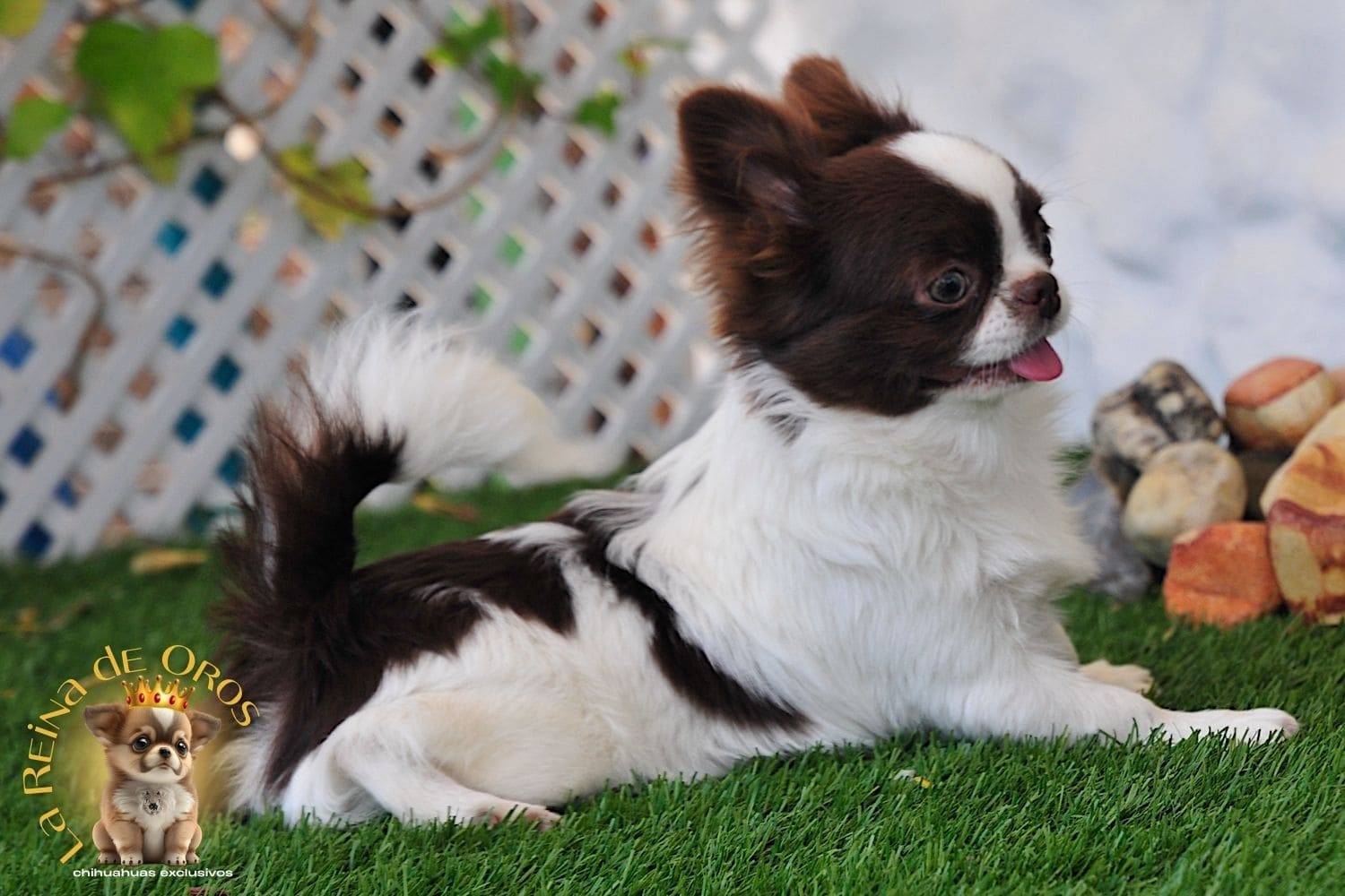 macho-chihuahua-adulto-astra-vitus-chumachechi-chihuahuas-exclusivos