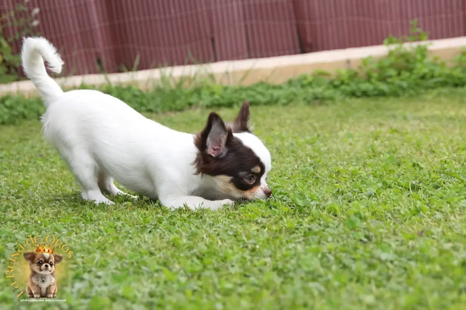 cachorro chihuahua miniatura