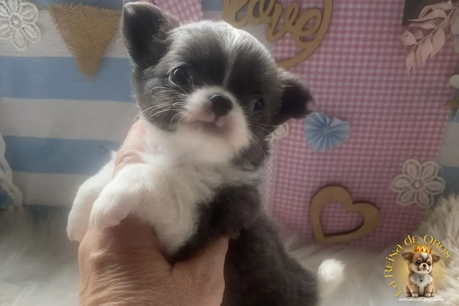cachorro chihuahua de criadero reconocido
