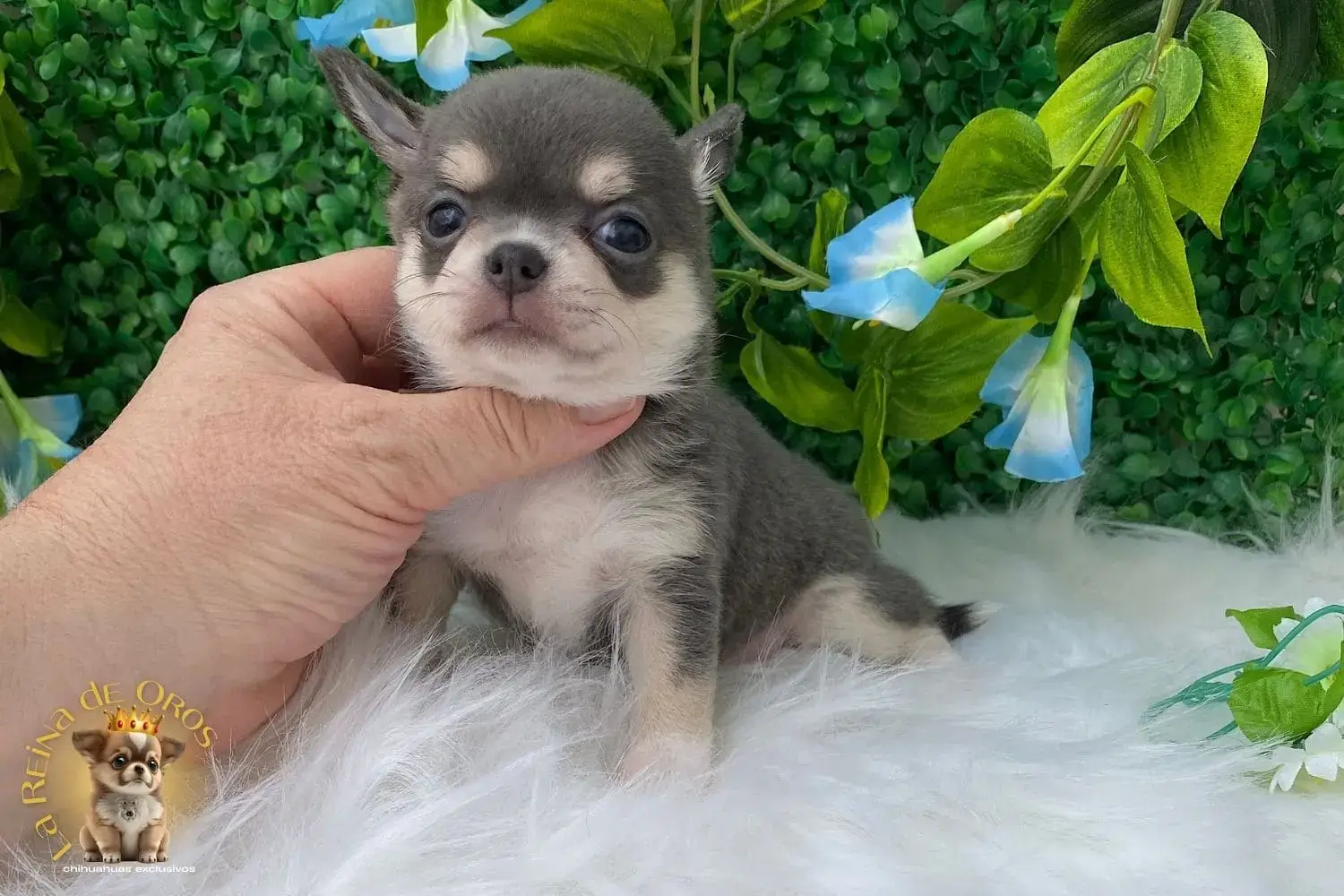 cachorro chihuahua llariza azul y fuego