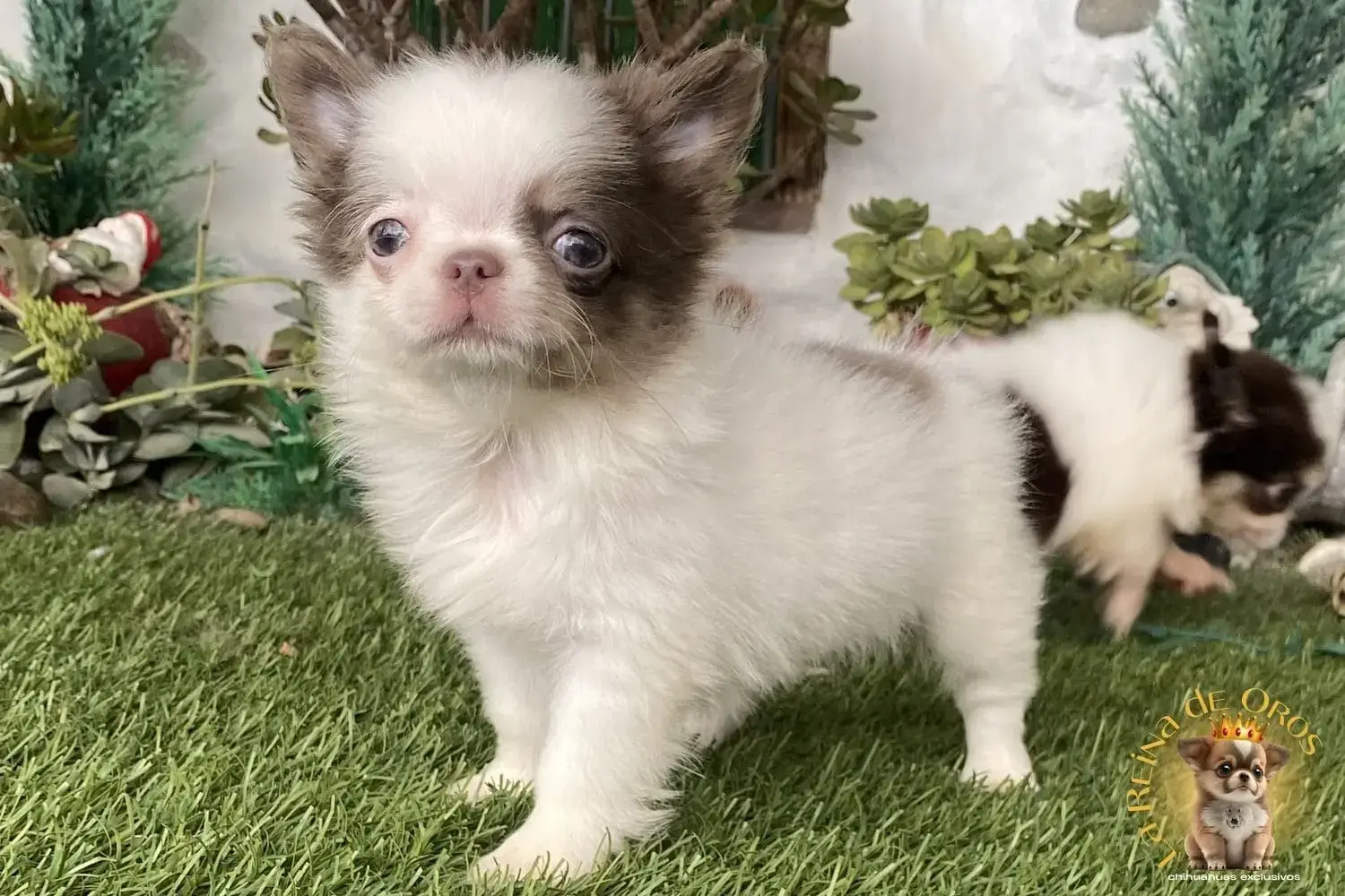 hembrita chihuahua de dos meses y medio