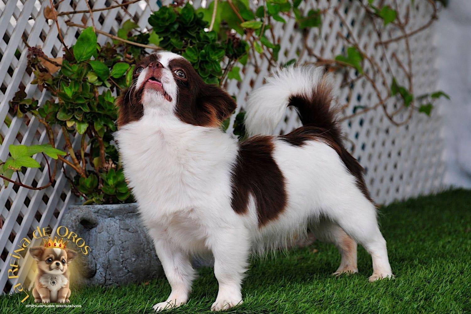 macho-chihuahua-pelo-largo-adulto