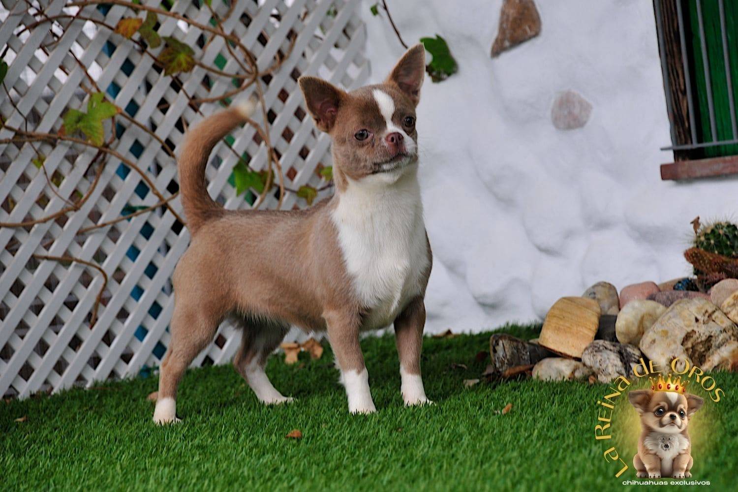 hembra-chihuahua-color-lila-blanco-lia-I-de-la-reina-de-oros