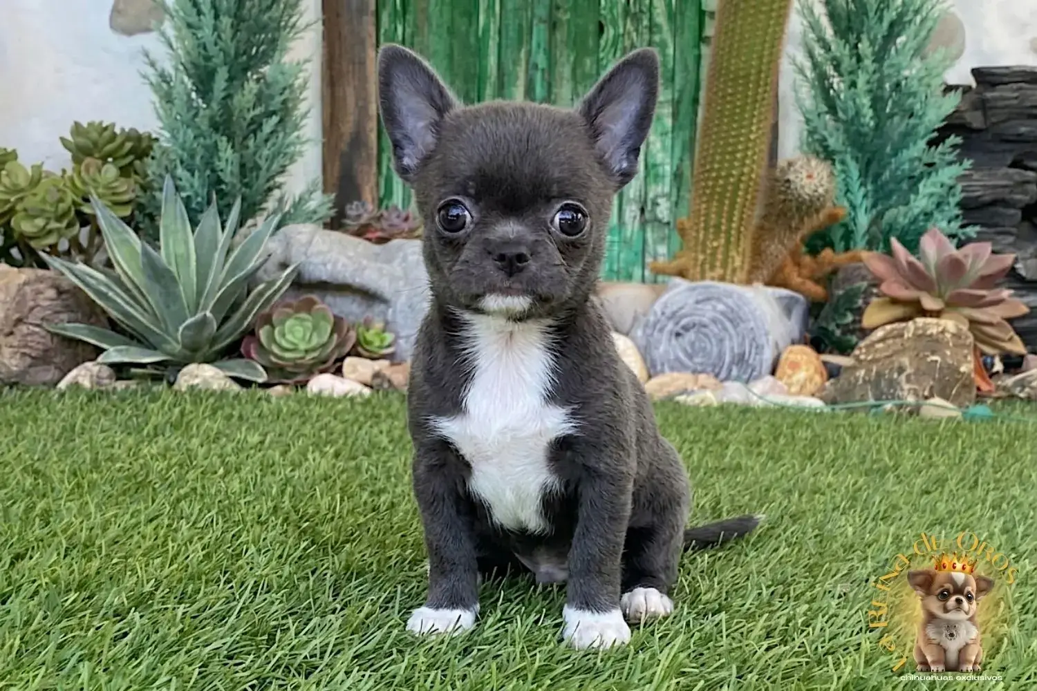 cachorro chihuahua llorona blue
