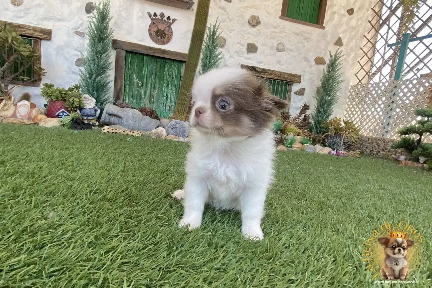 chihuahuas toy