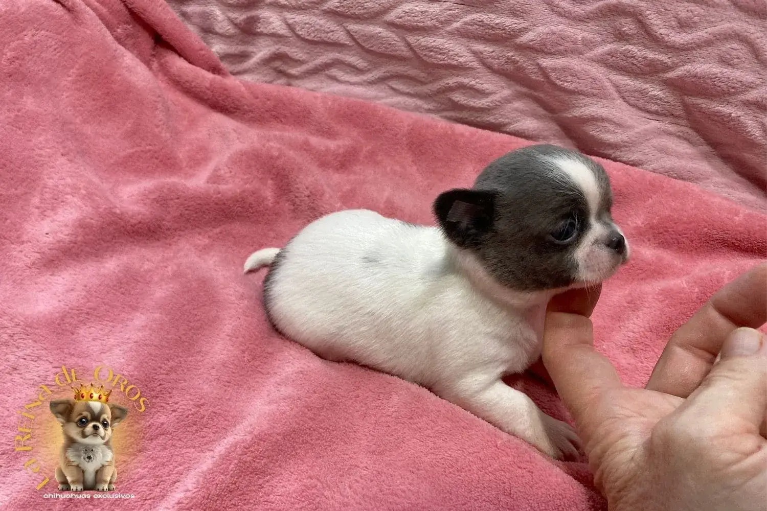 cachorro-chihuahua-lexter-pequeño