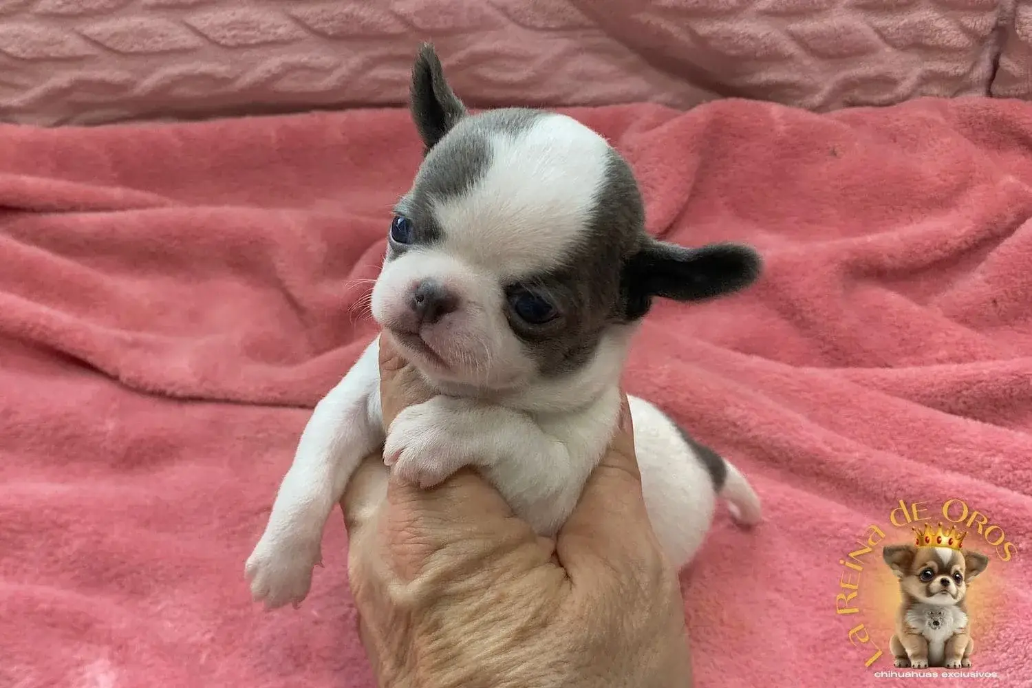 cachorro-chihuahua-minimo-la-reina-de-oros