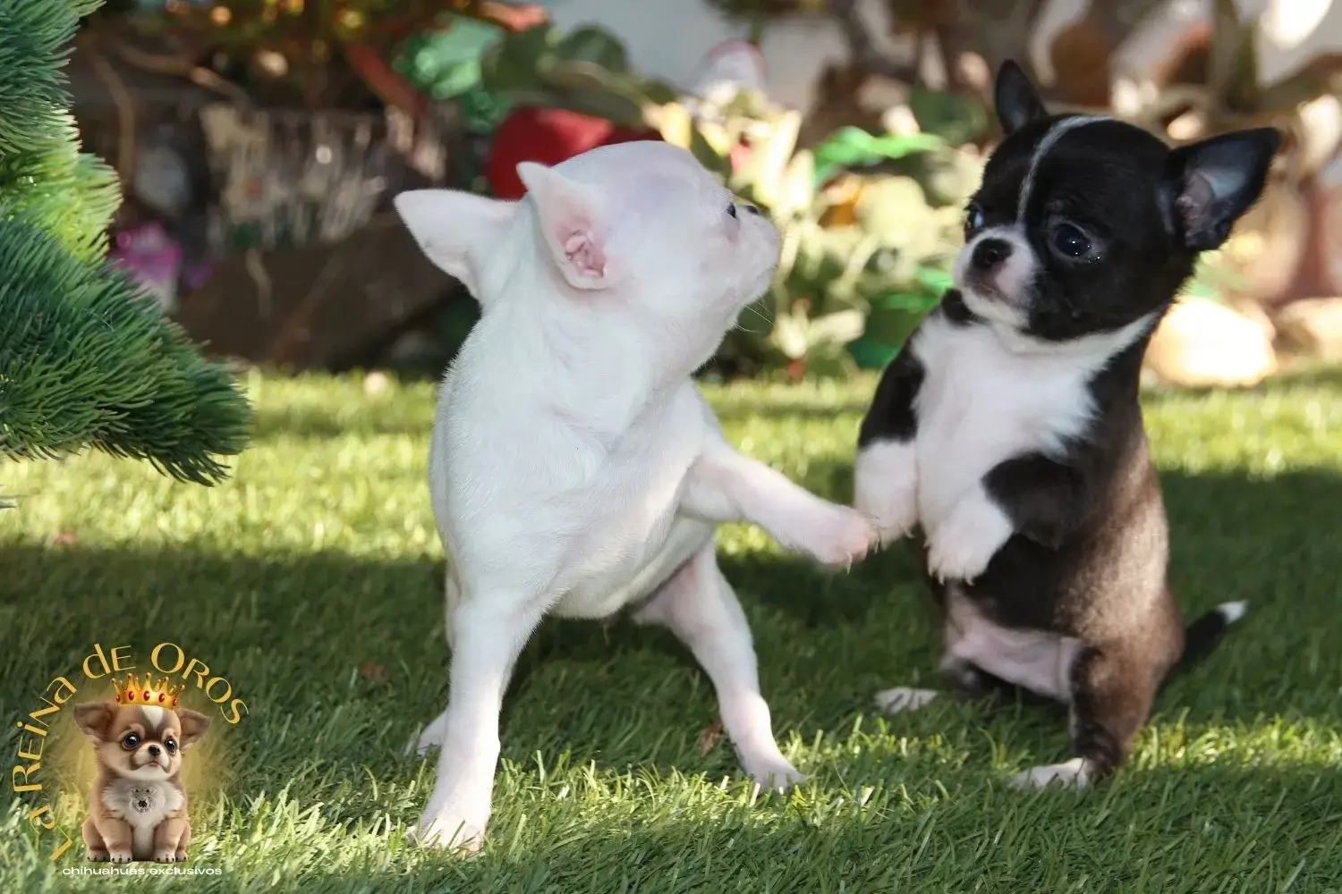 cachorro chihuahua blanco mini