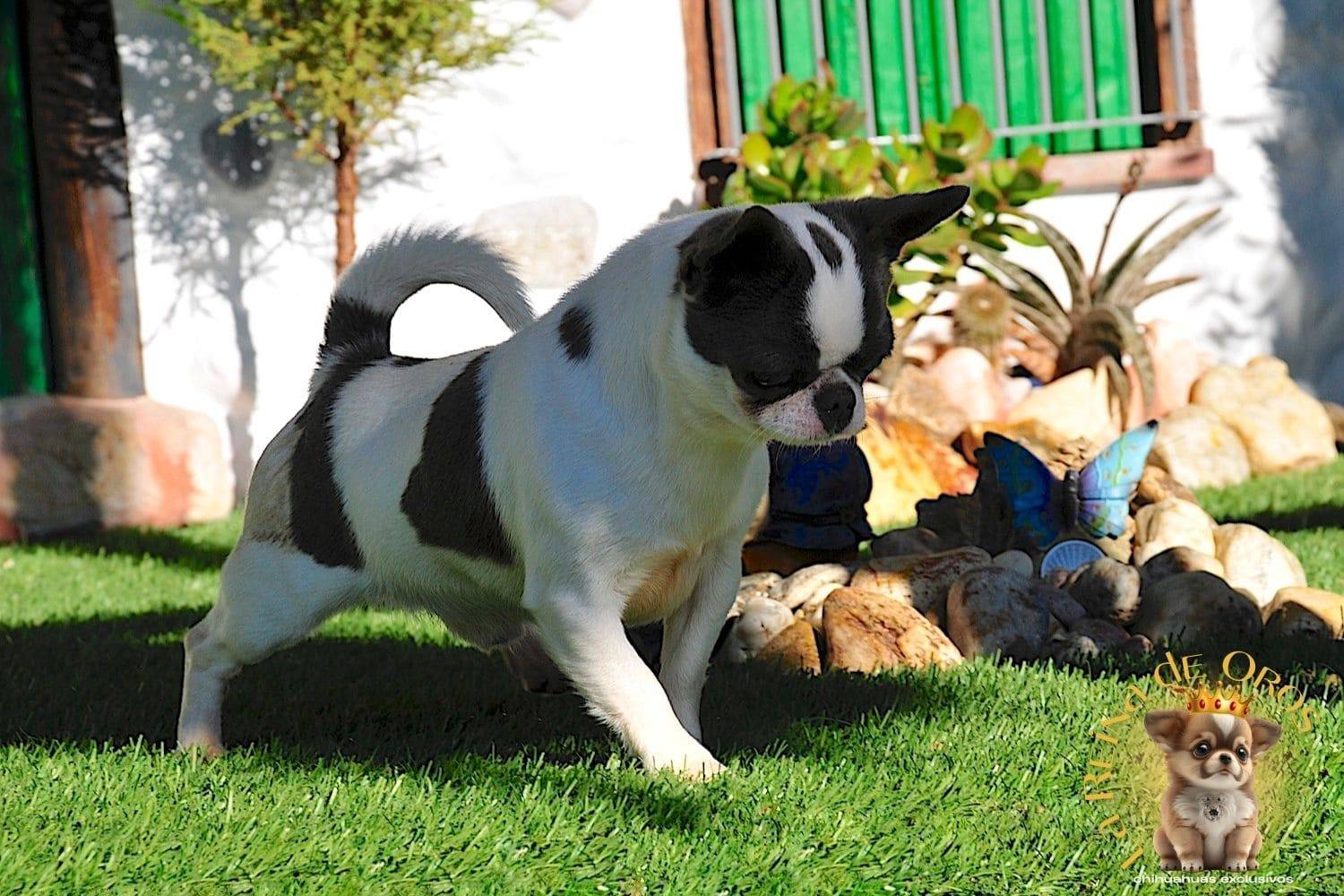 macho-chihuahua-dark-mirey-iz-tvoey-mechty-la-reina-de-oros