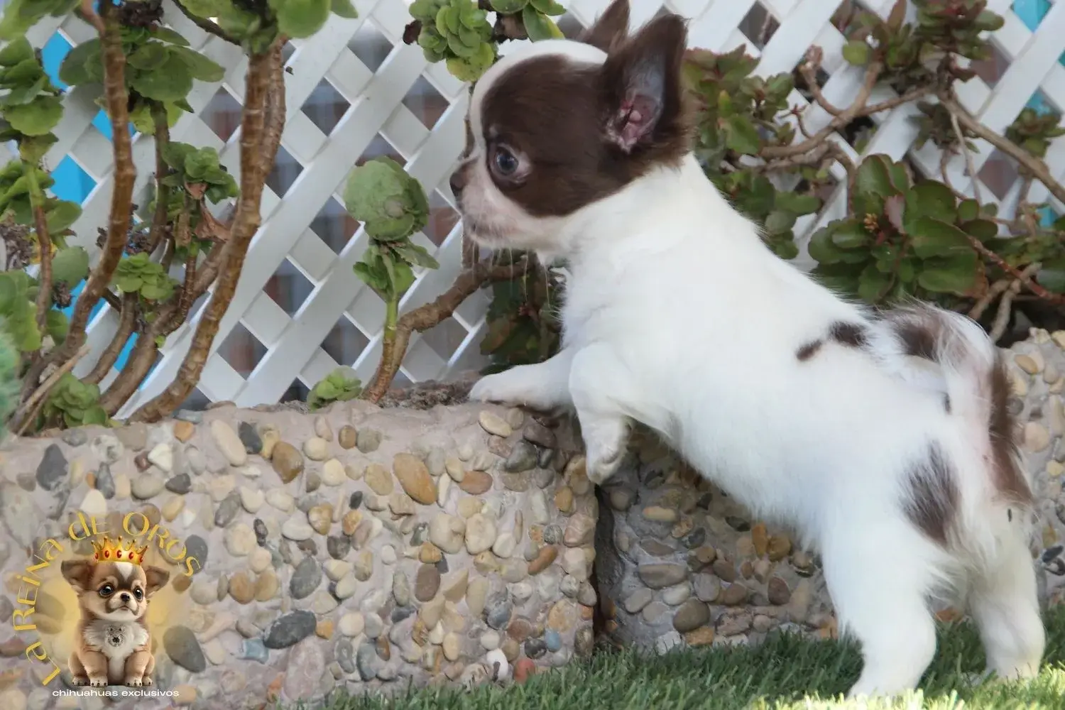 chihuahua blanco chocolate en venta