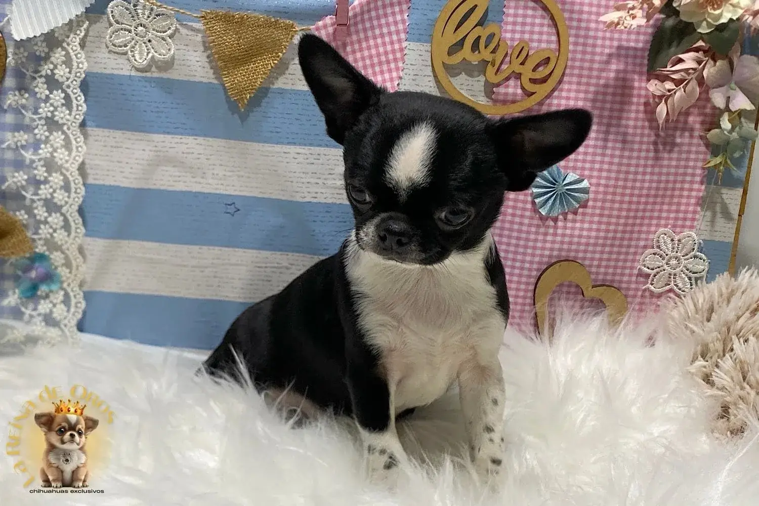 cachorro chihuahua en venta lucero de la reina de oros