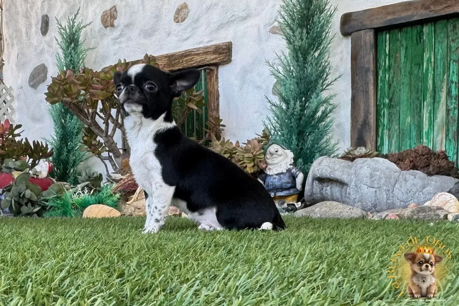 chihuahua macho en venta