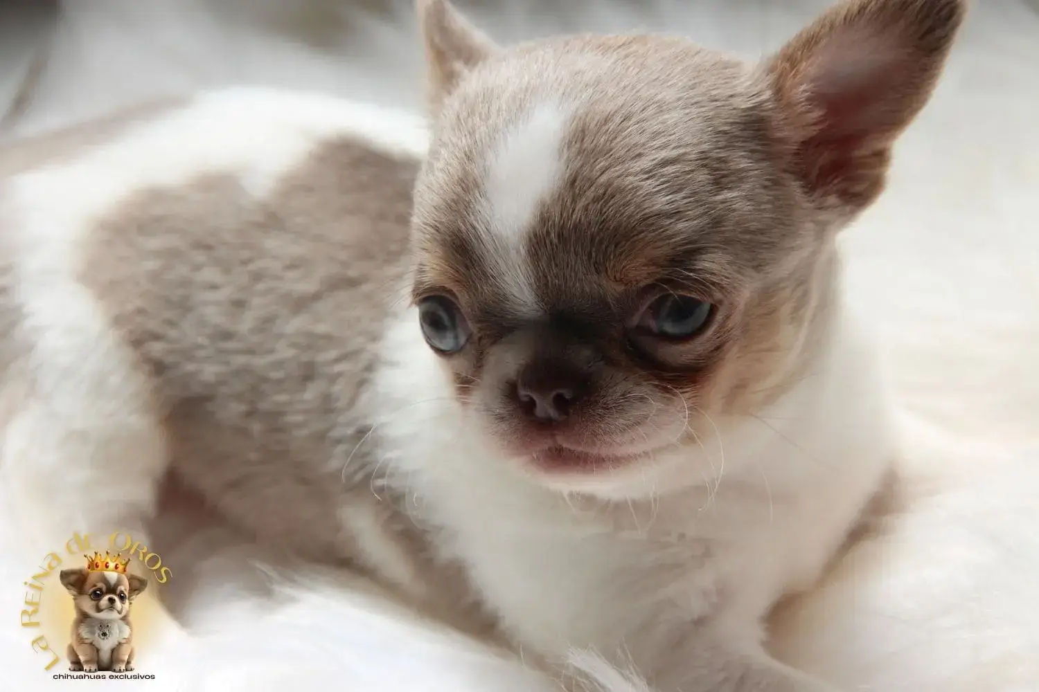 cachorro chihuahua con pedigree