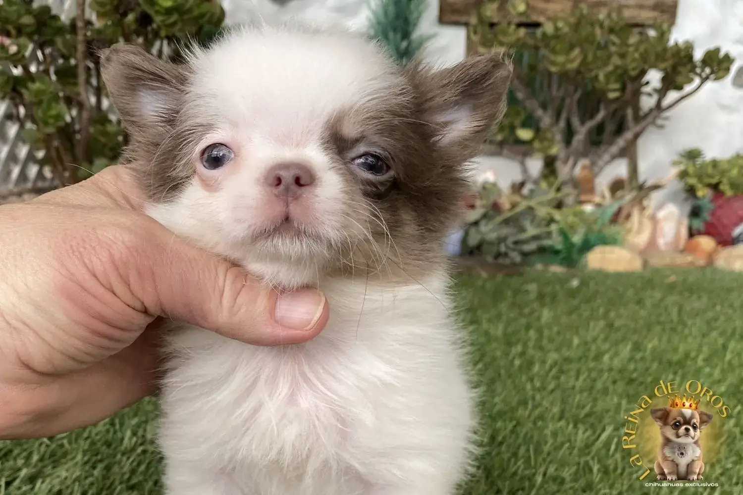 venta cachorros chihuahua