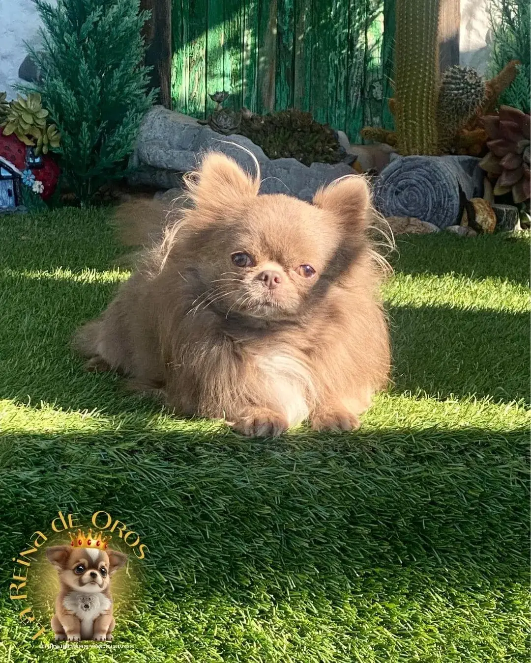 macho-chihuahua-adulto-queen-de-la-reina-de-oros-criadores