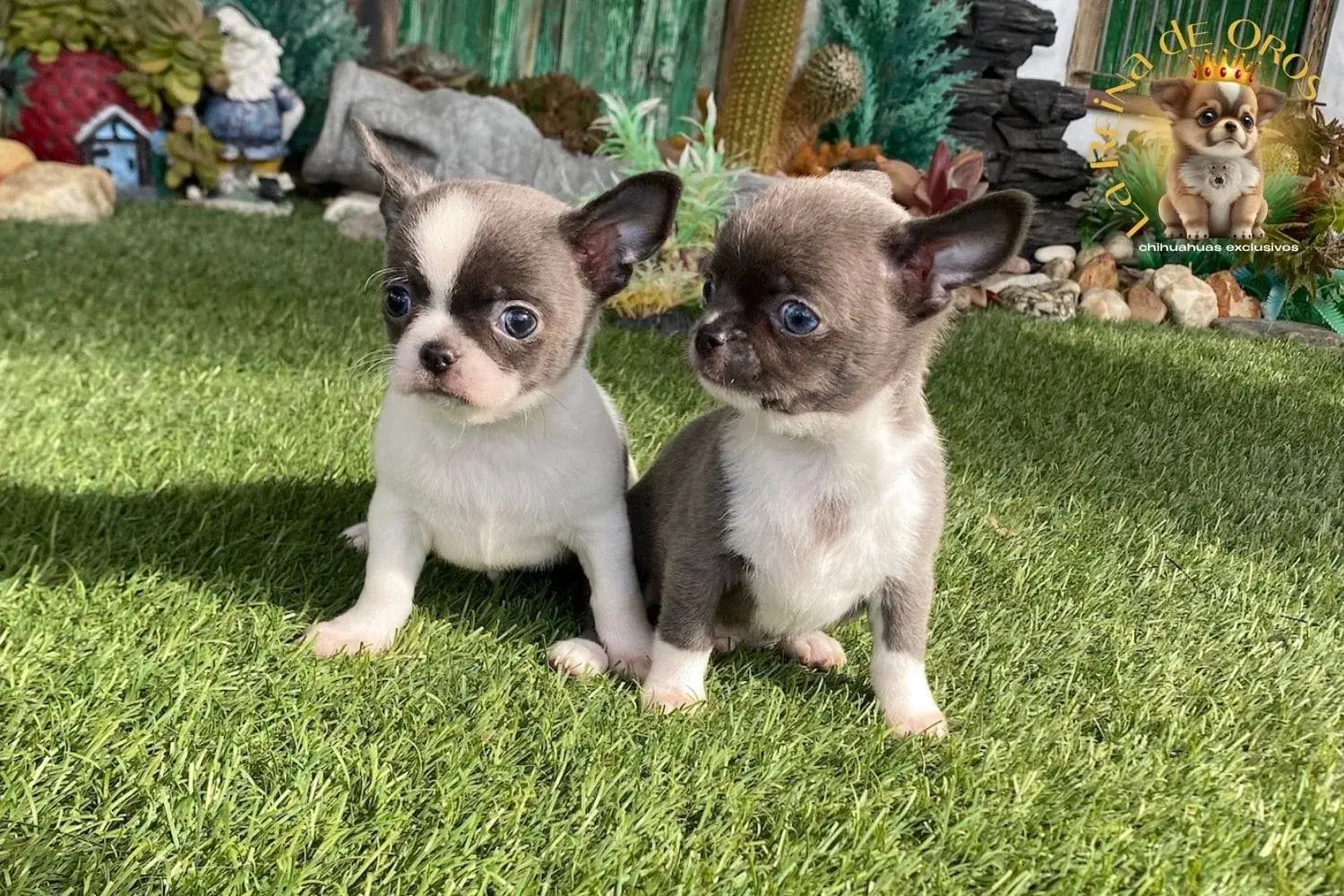cachorro chihuahua lexter miniatura con su hermano