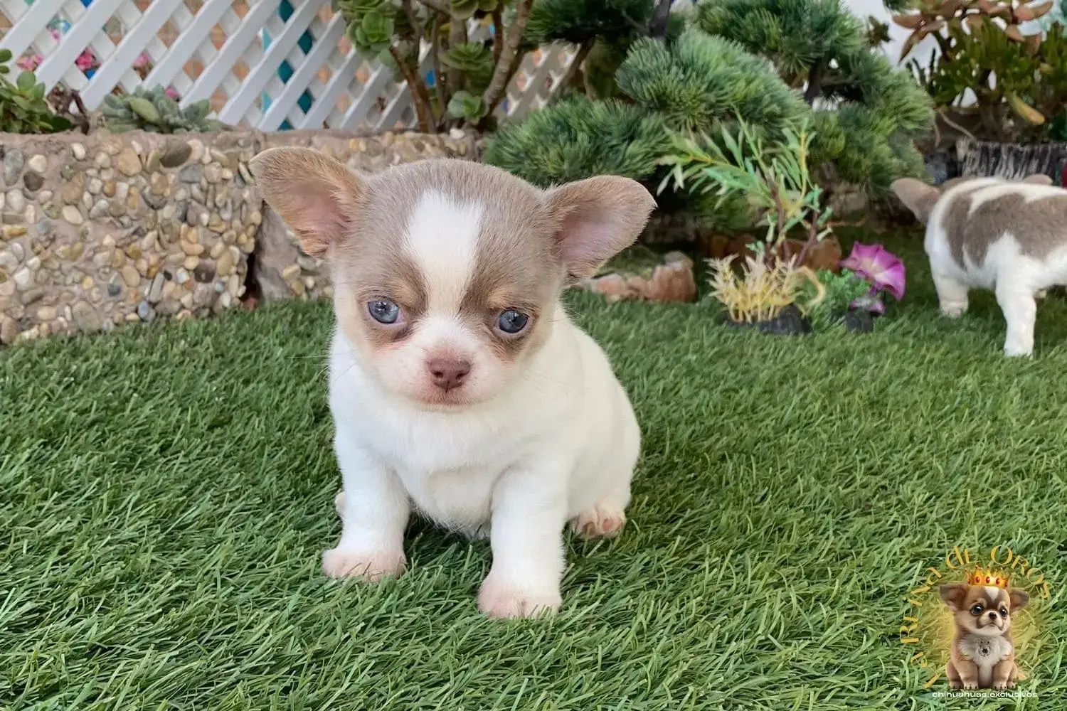 cachorro chihuahua en venta blanco y lilac