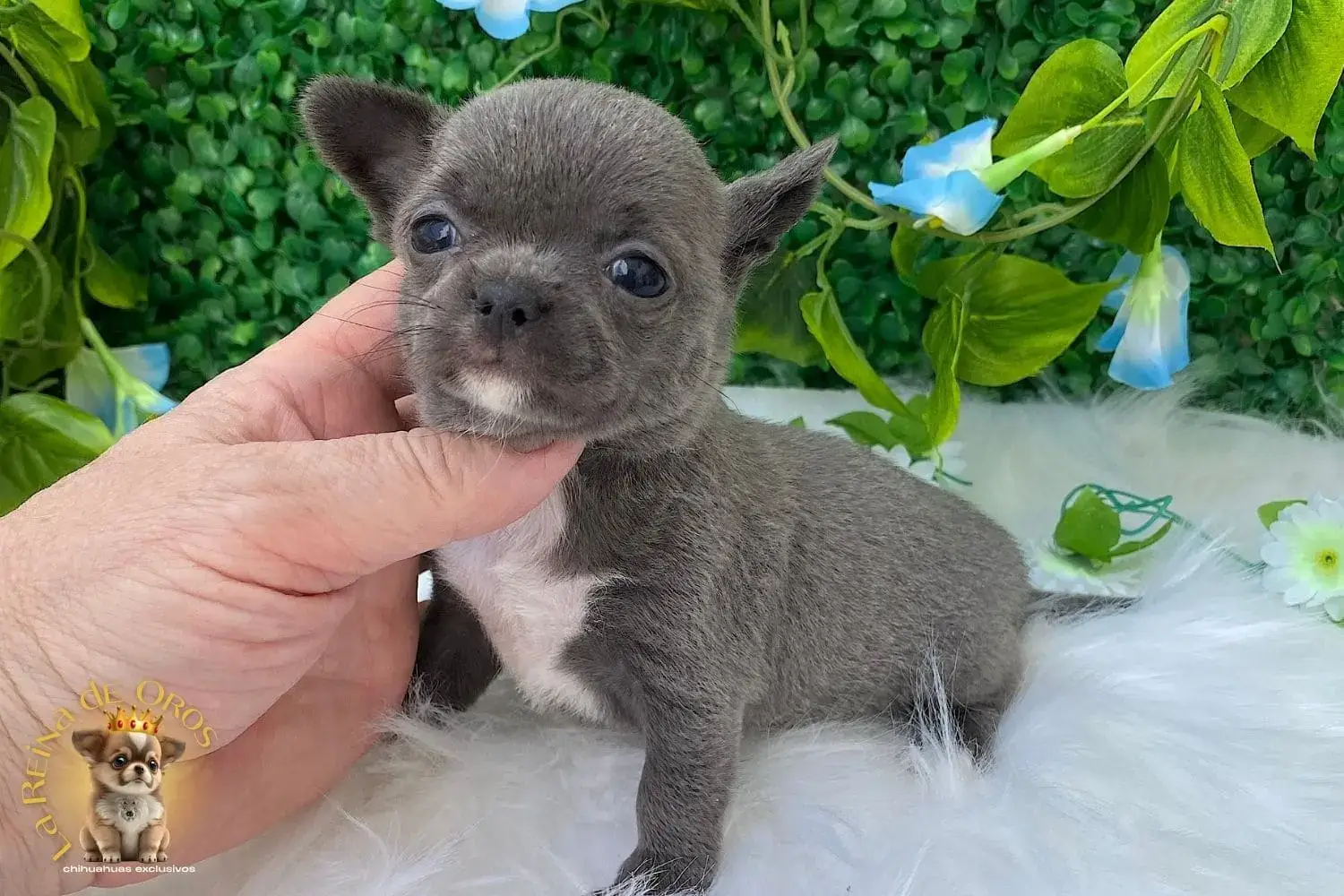 cachorro chihuahua con pedigrí 