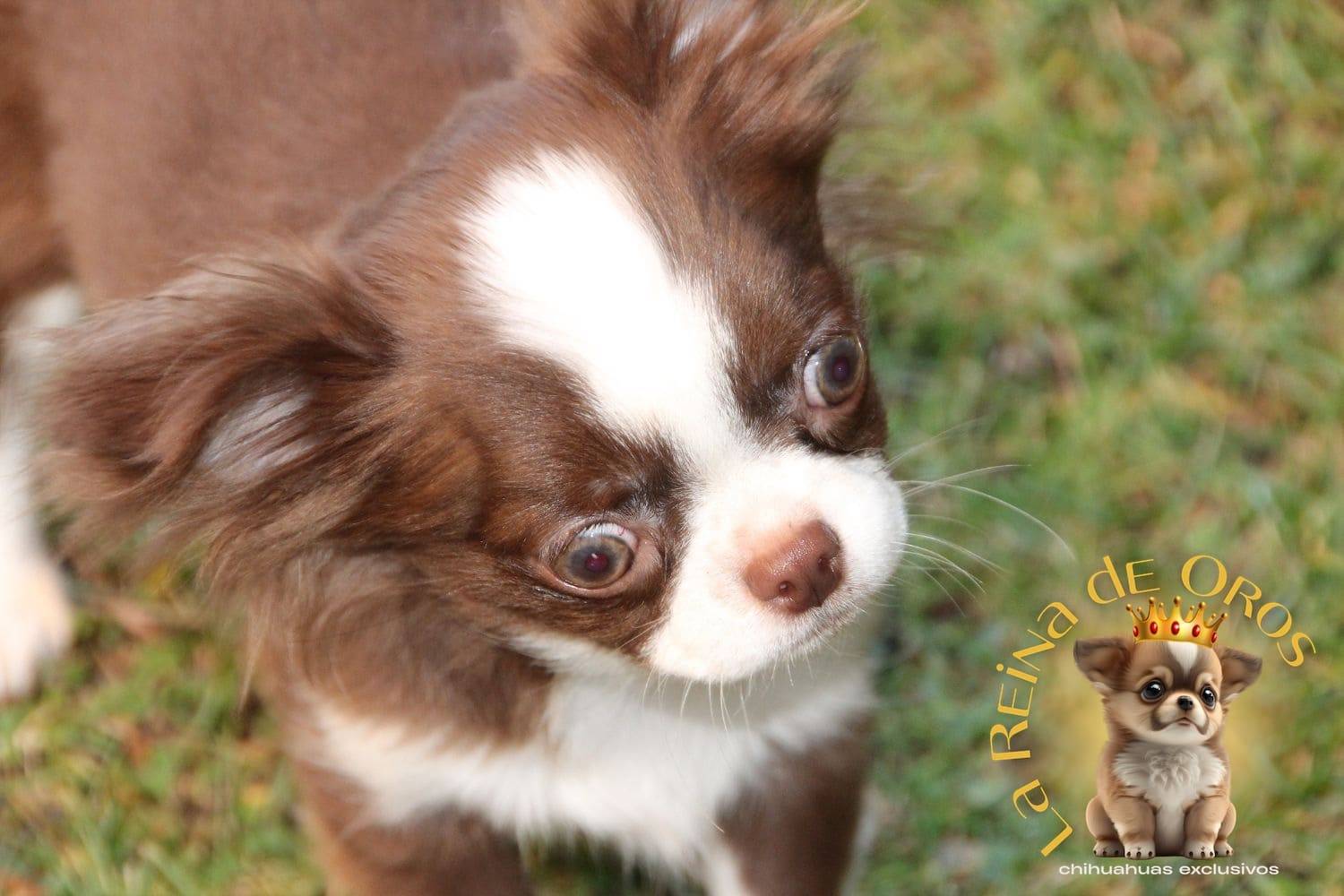 chihuahuas-machos