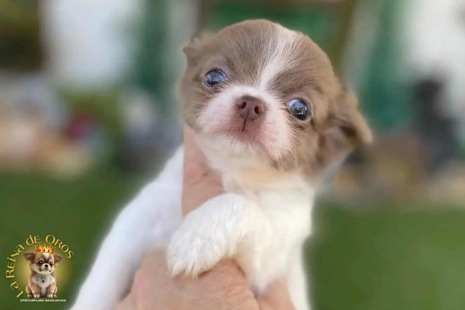 cachorro chihuahua donna toy