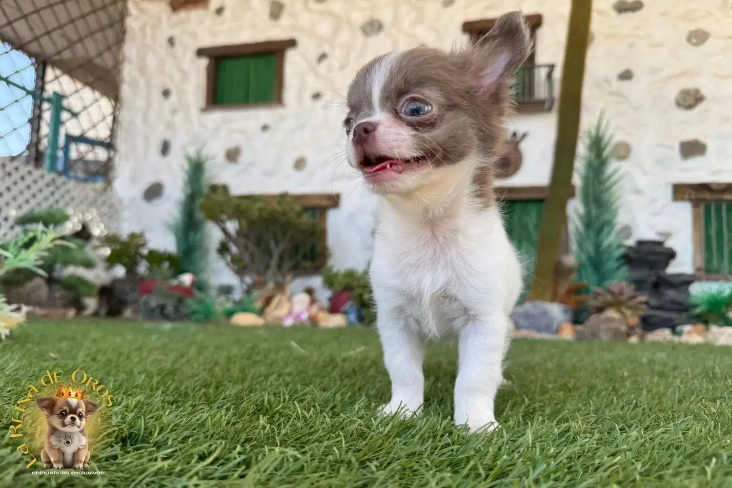 cachorro chihuahua de la reina de oros