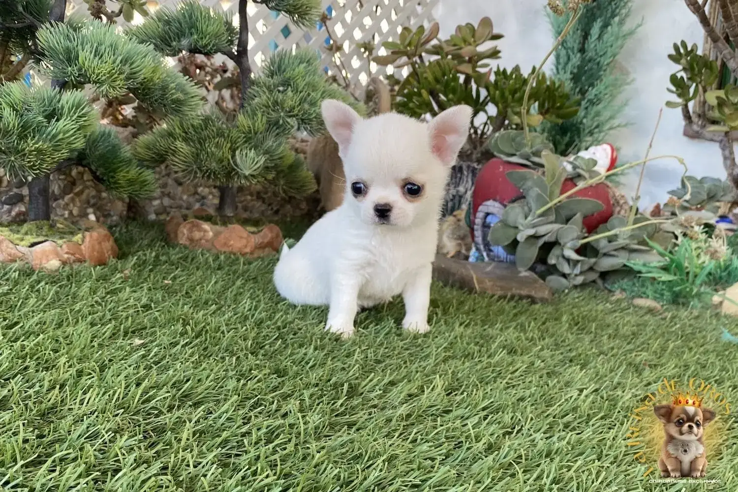 cachorro chihuahua mini toy