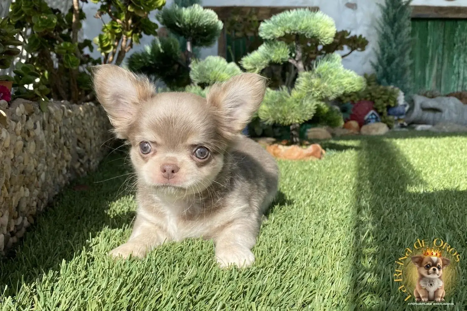 cachorro chihuahua farala pedigree