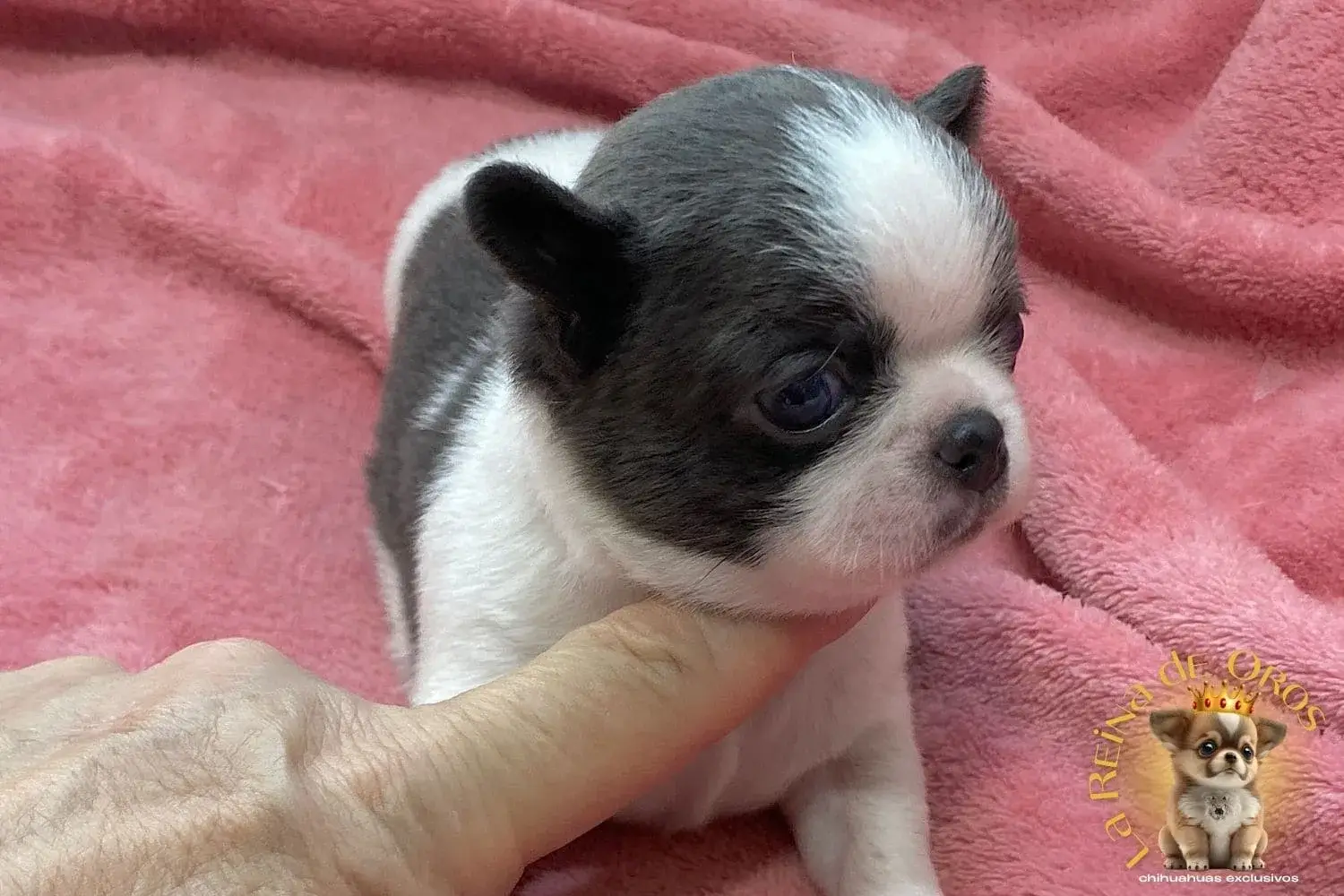 cachorro-chihuahua-menino-criador