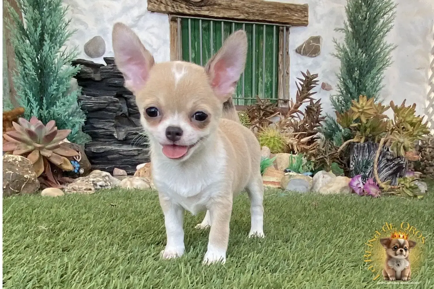chihuahua miniatura color isabello