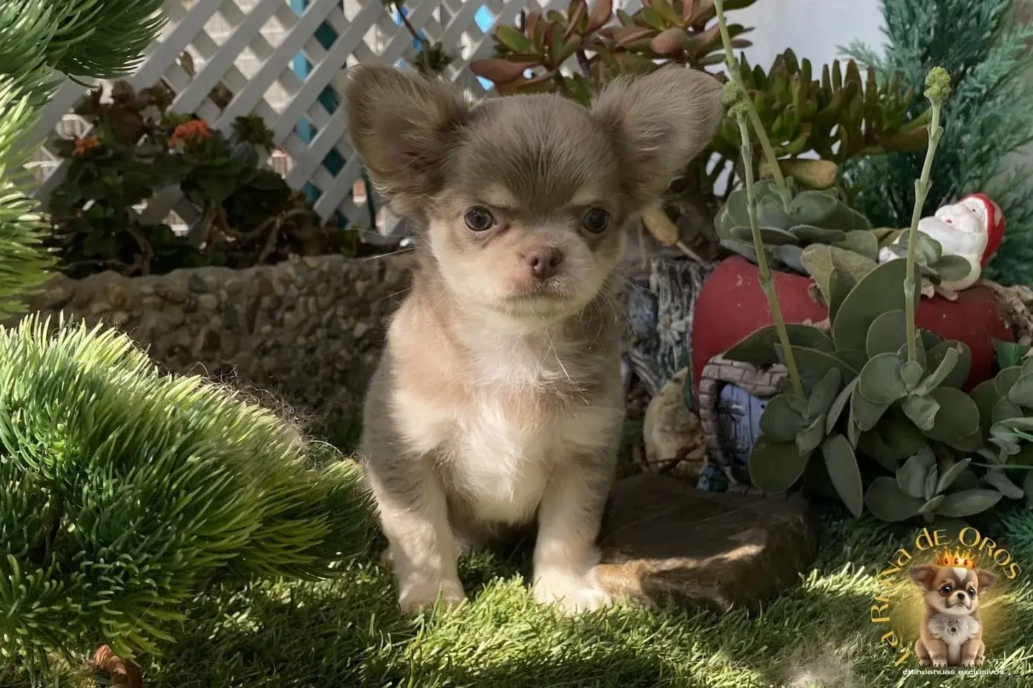 cachorro chihuahua farala toy