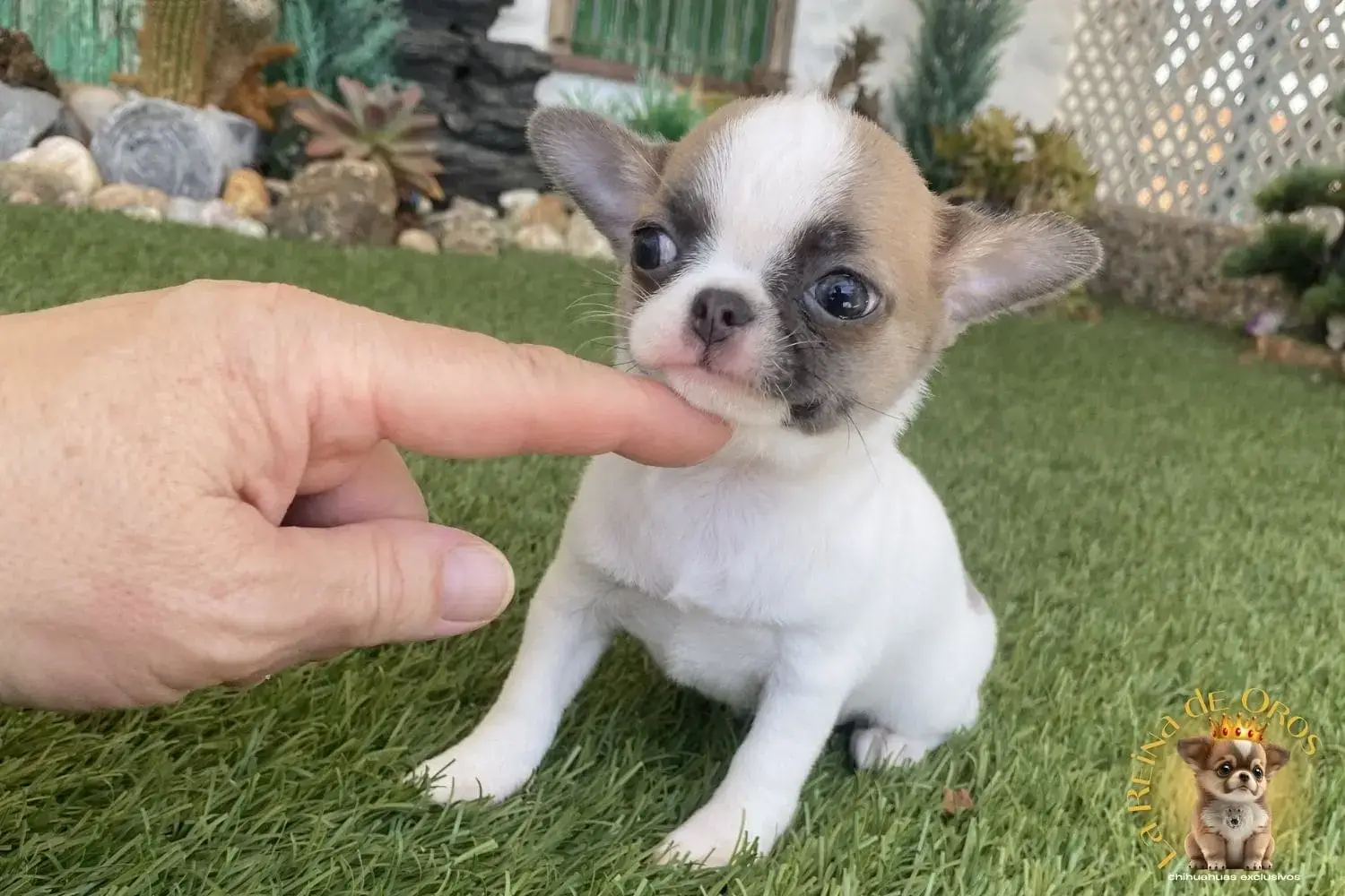 cachorro chihuahua miniatura