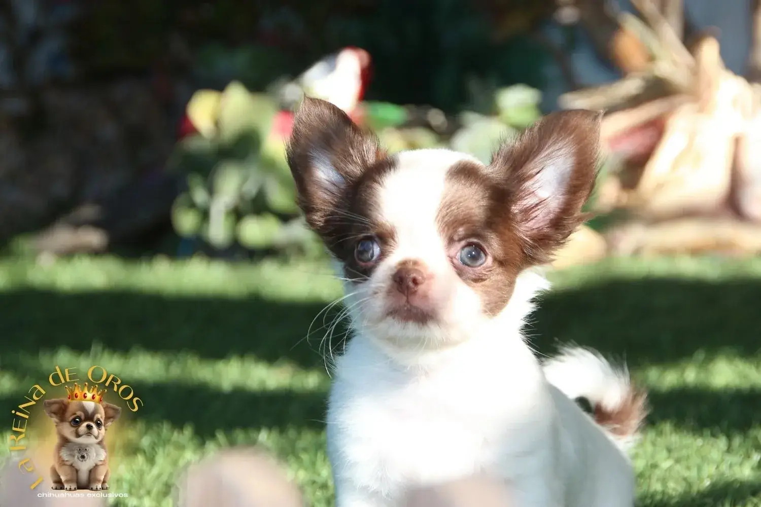 cachorro chihuahua macho blanco chocolate
