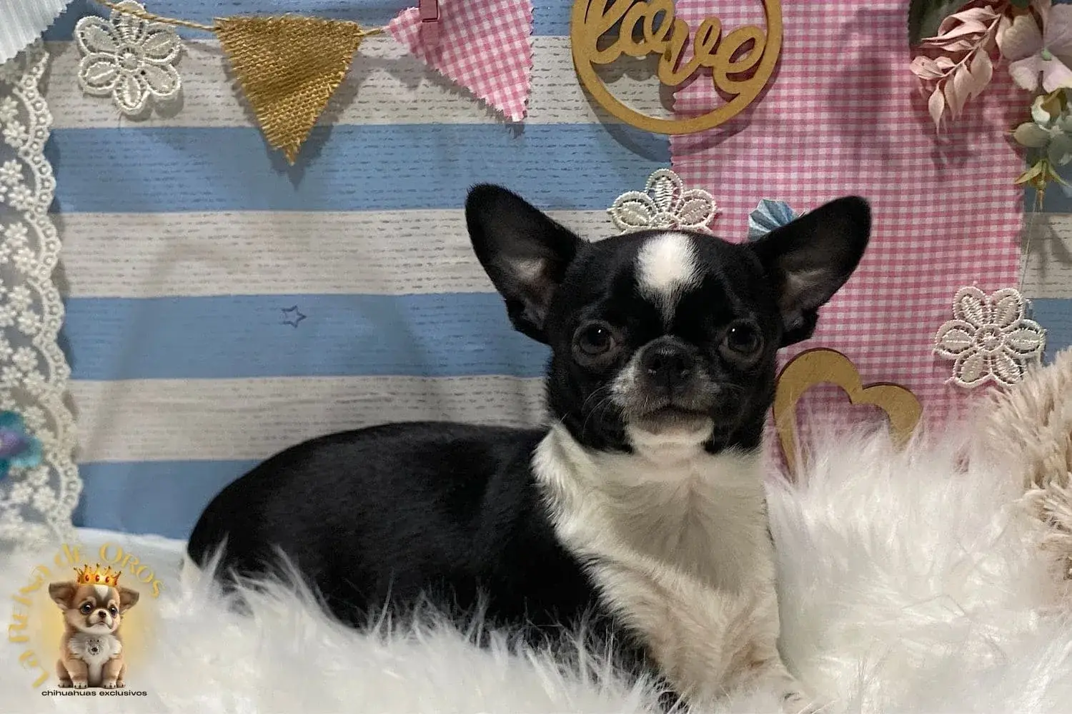 cachorro chihuahua venta
