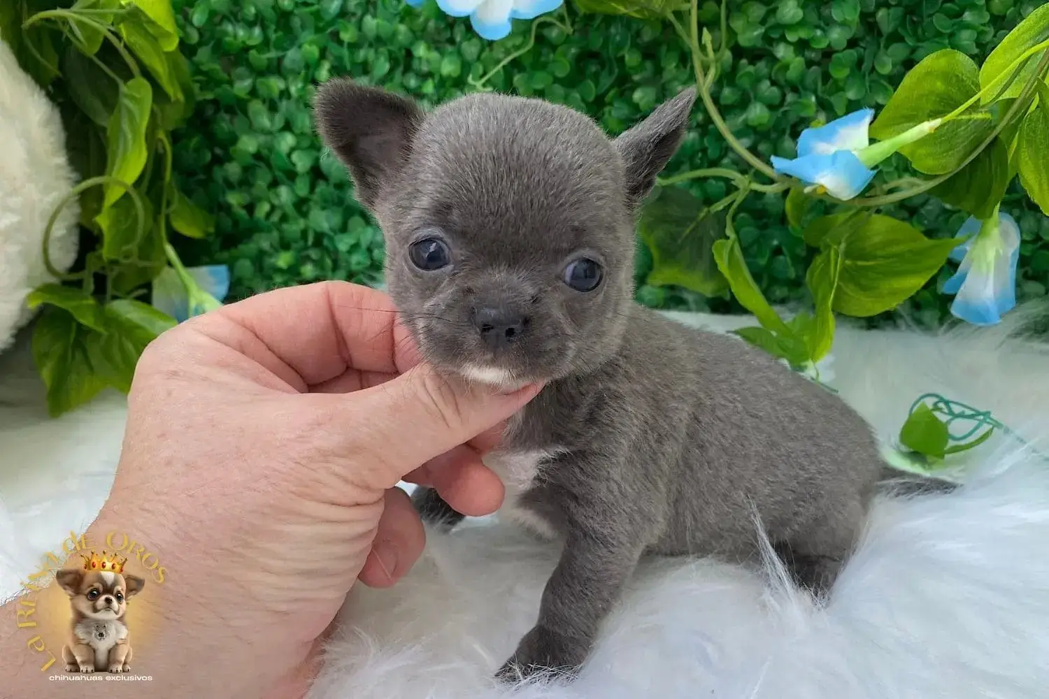 cachorro chihuahua lluvia color azul