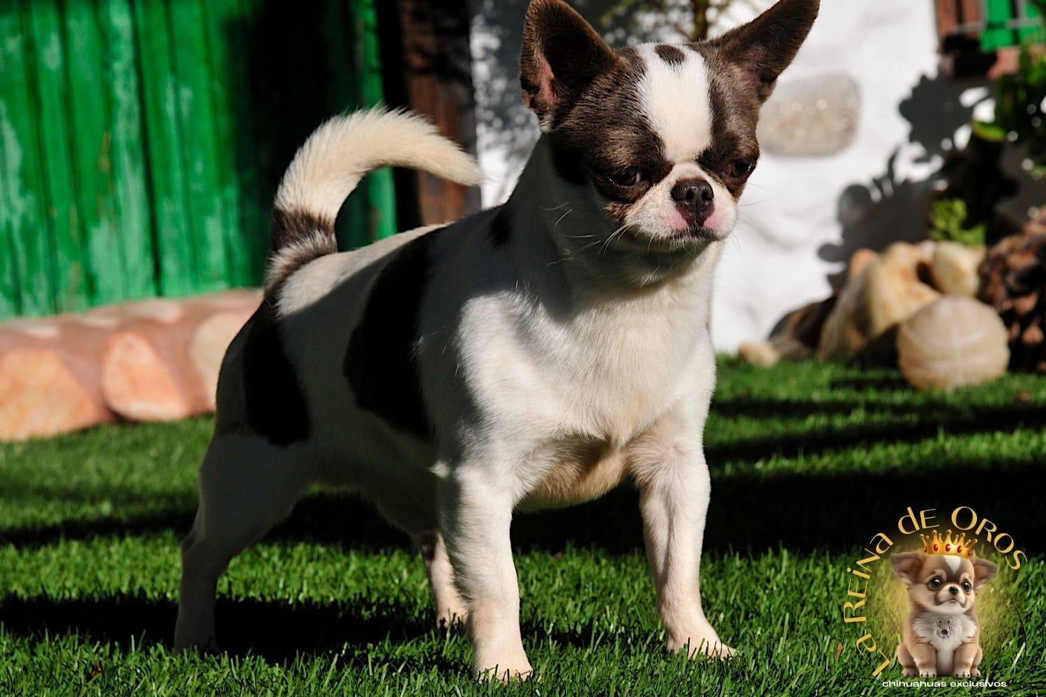 criadero-macho-chihuahua-dark-mirey-iz-tvoey-mechty