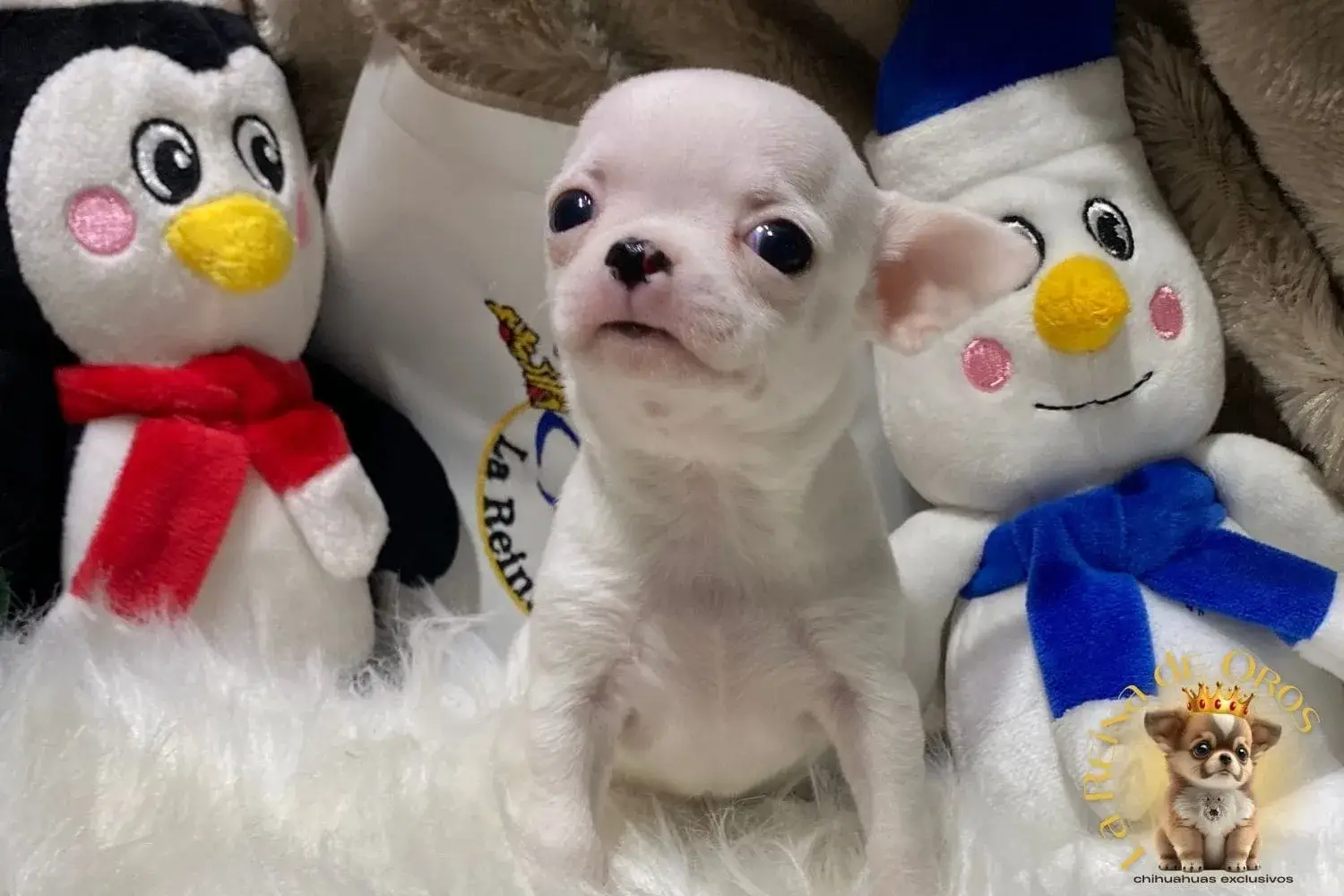 chihuahua de color blanco