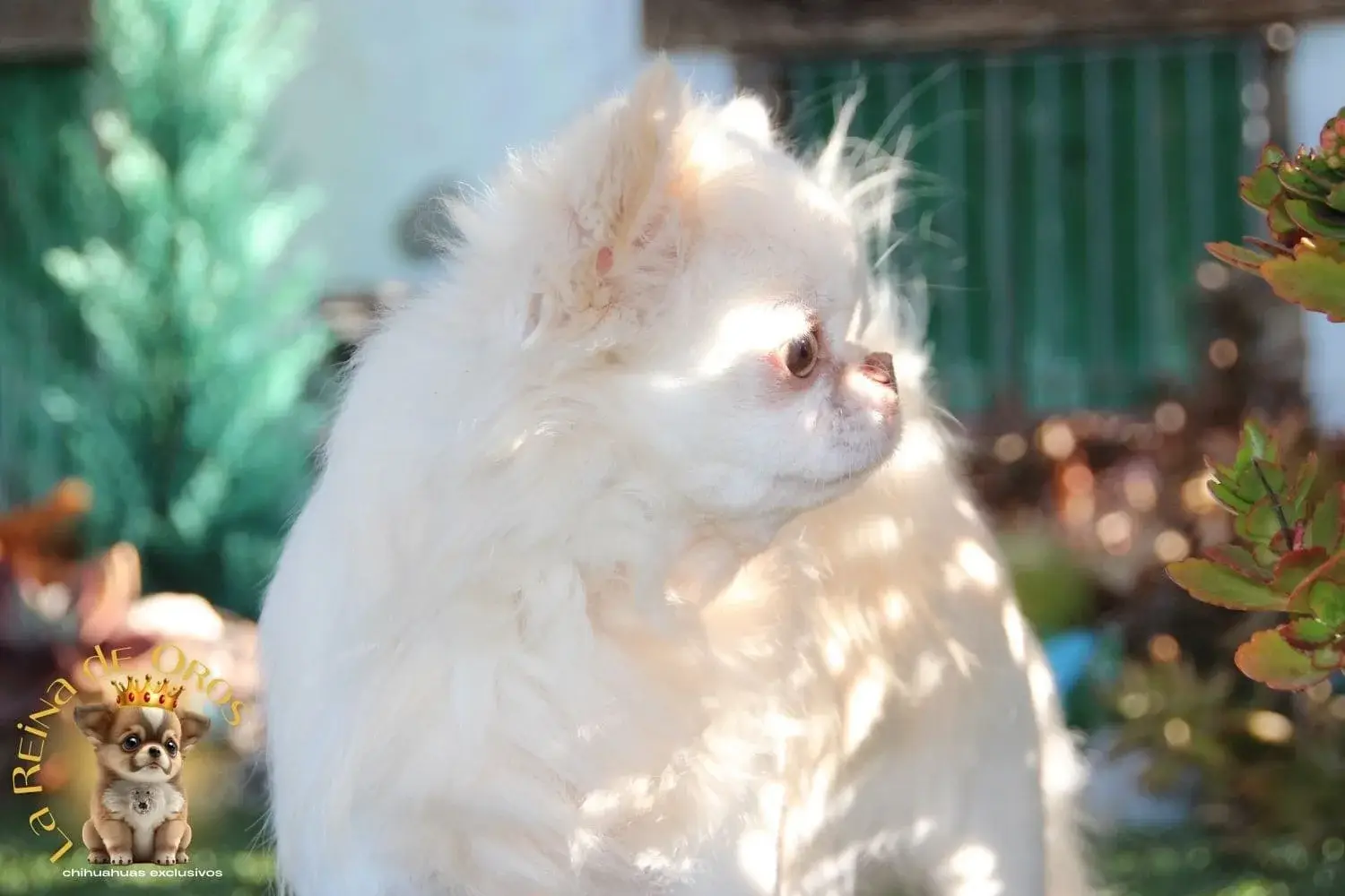 chihuahua adulto de linea rusa