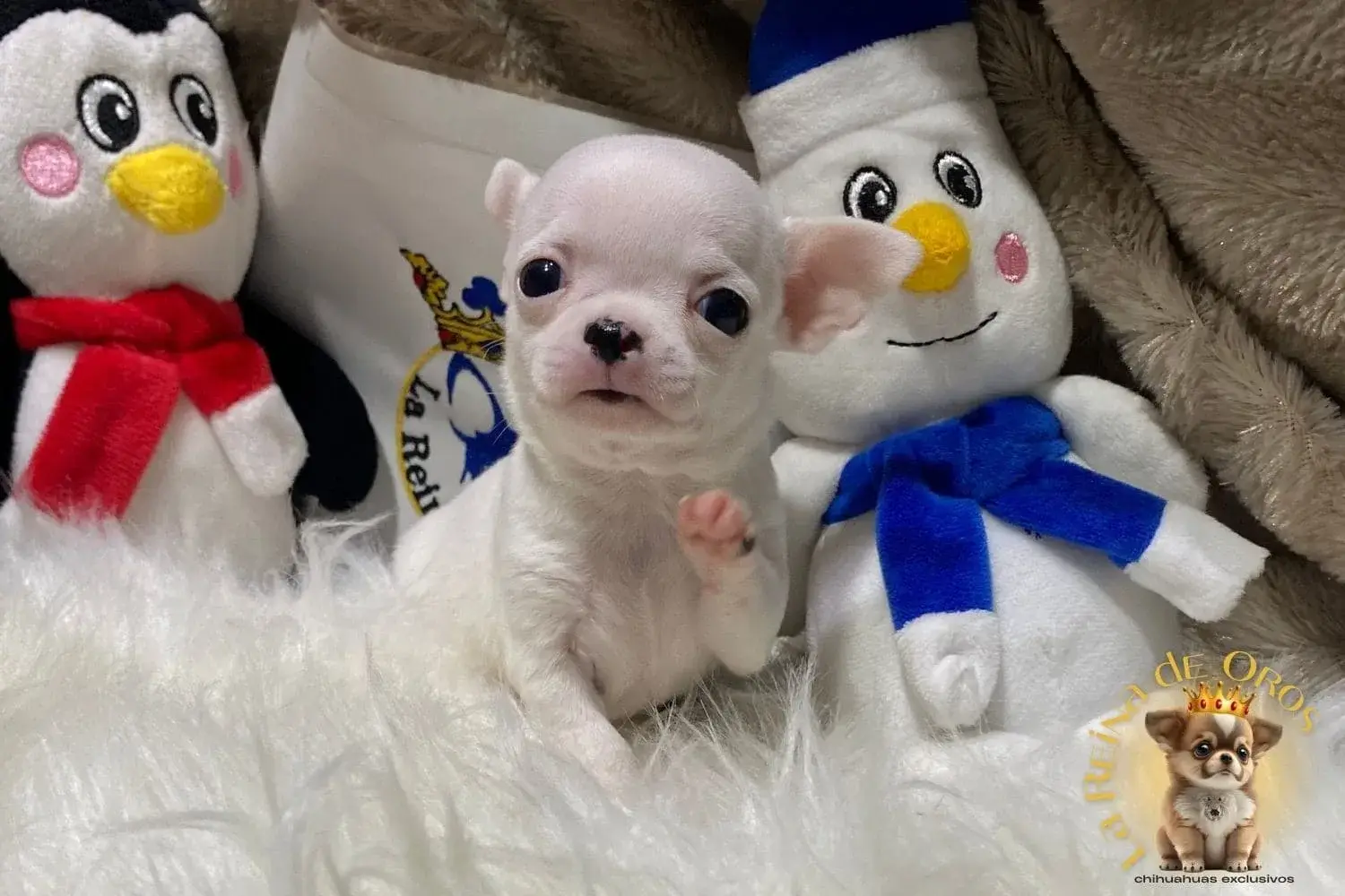 chihuahua blanca cachorro