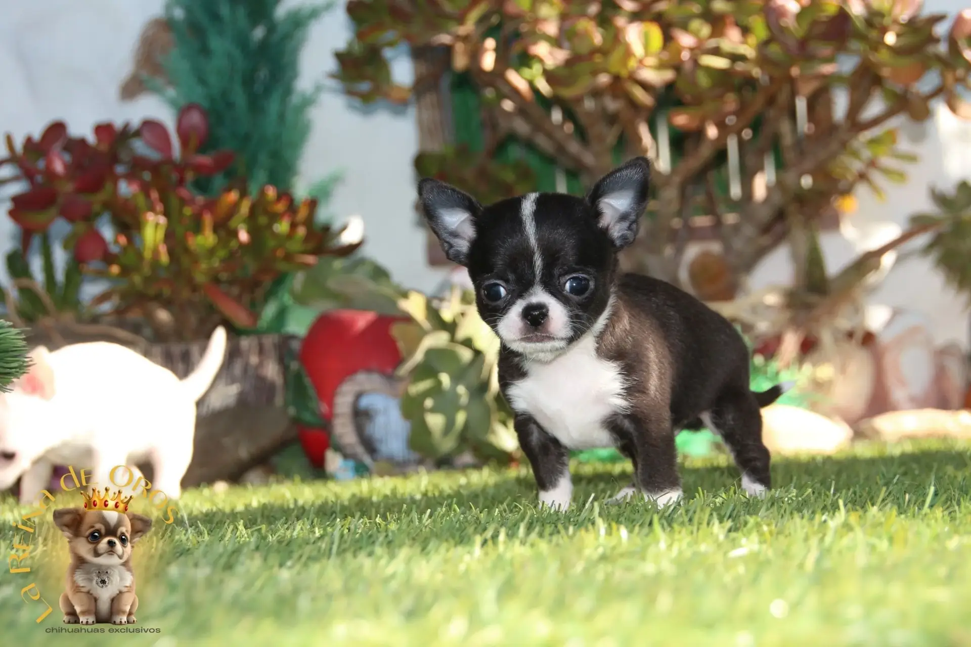 cachorro chihuahua bicolor