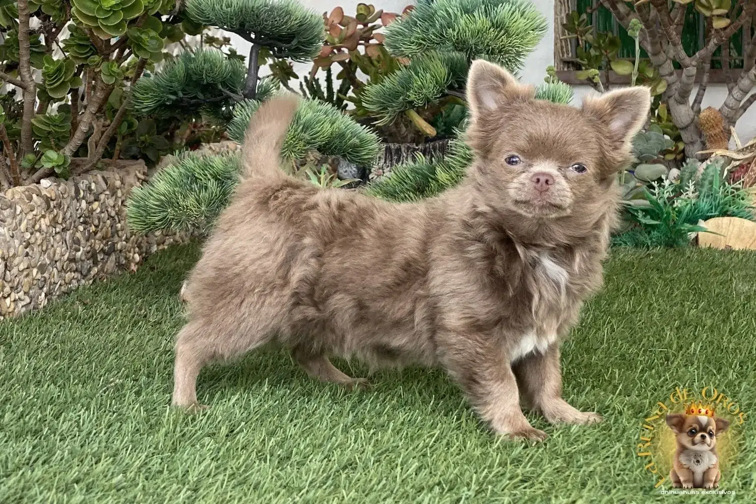 cachorro chihuahua super tor lilac pelo largo
