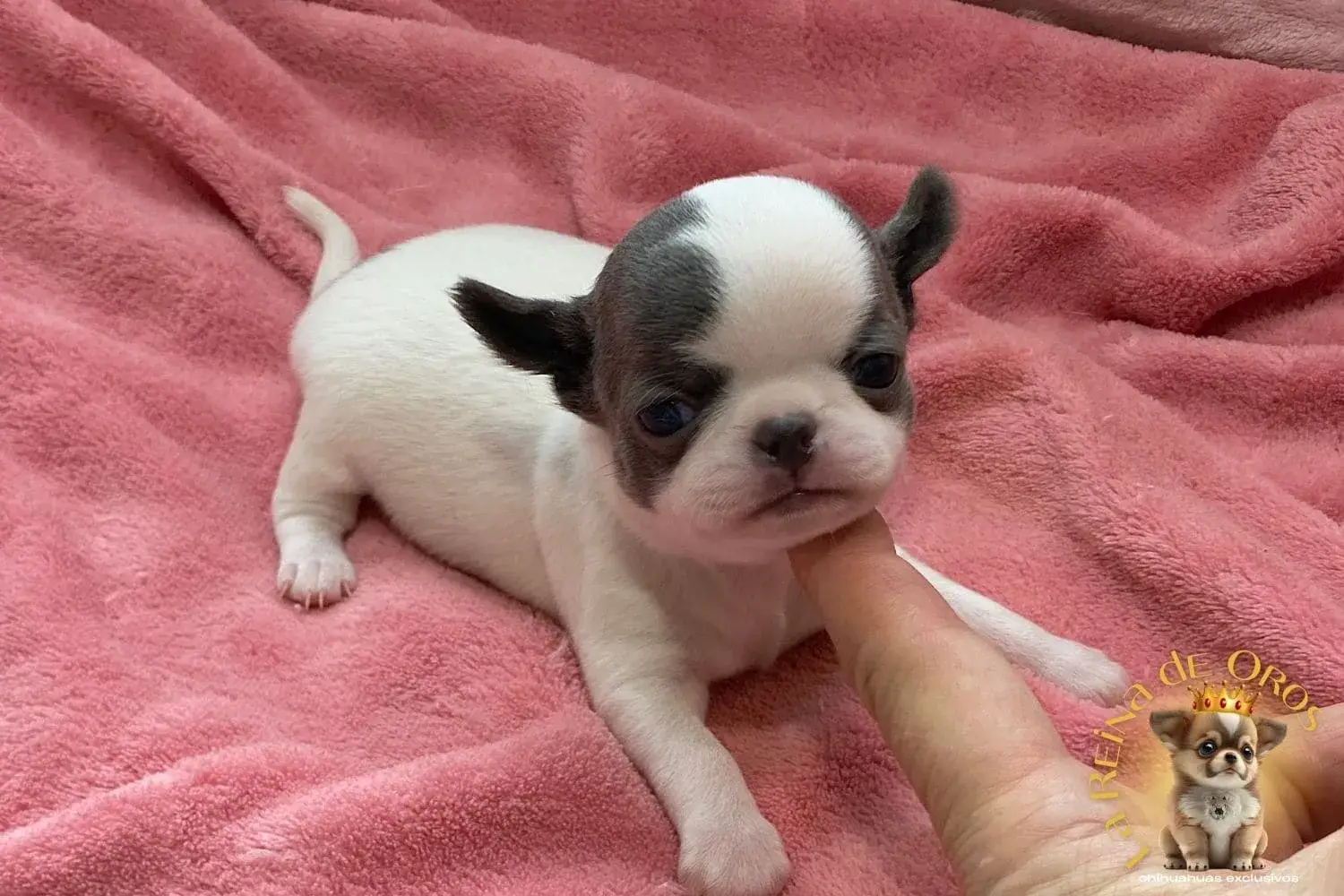 cachorro-chihuahua-minimo-alta-seleccion