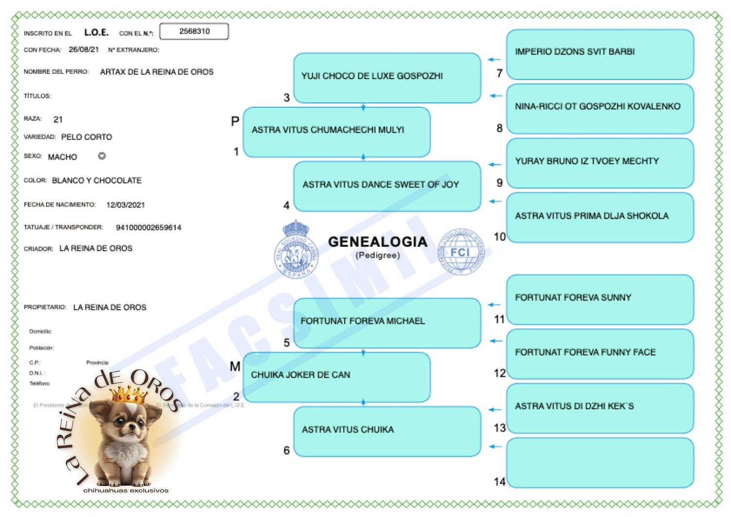 pedigree-macho-chihuahua-artax-de-la-reina-de-oros