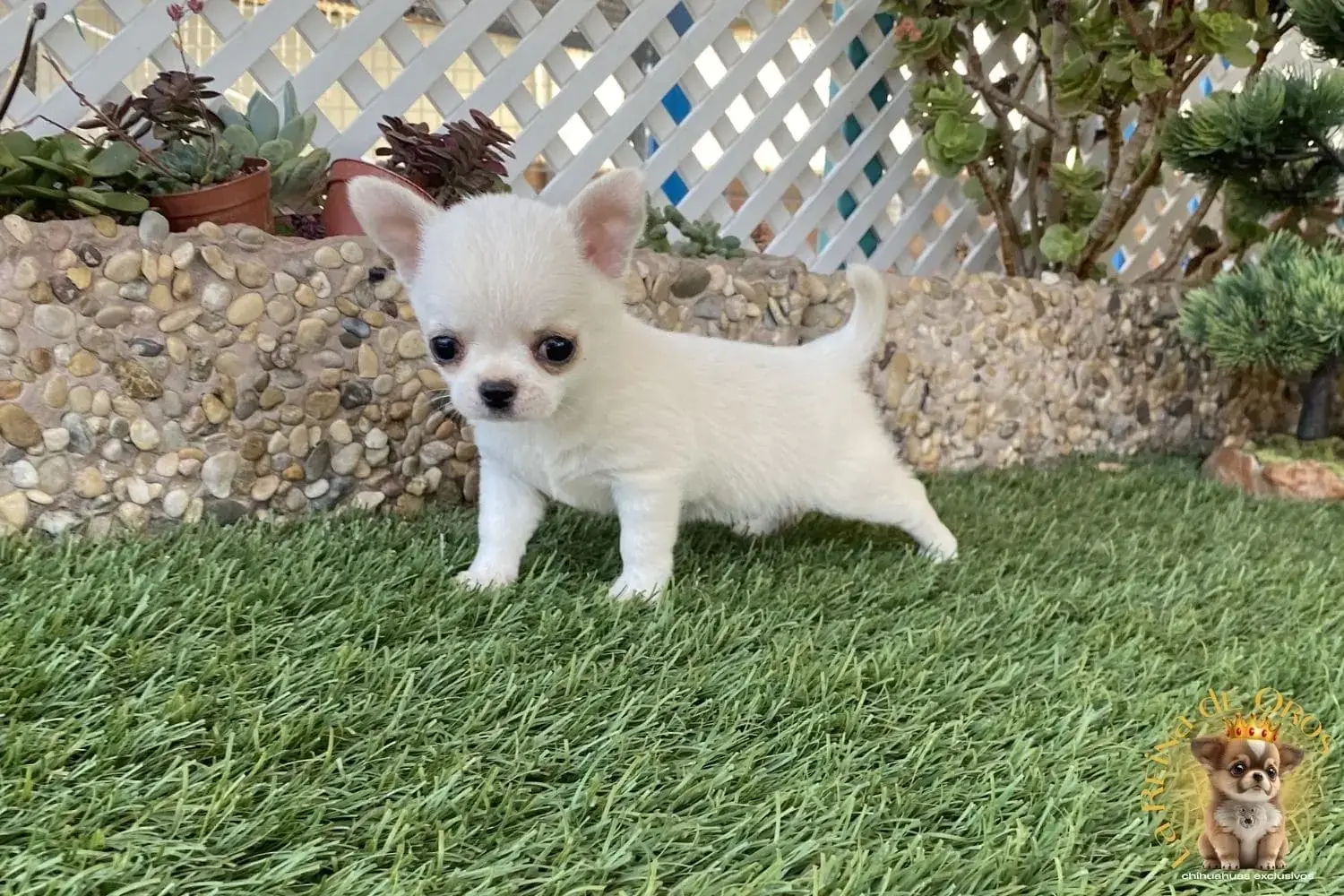 cachorro chihuahua luna exclusivo