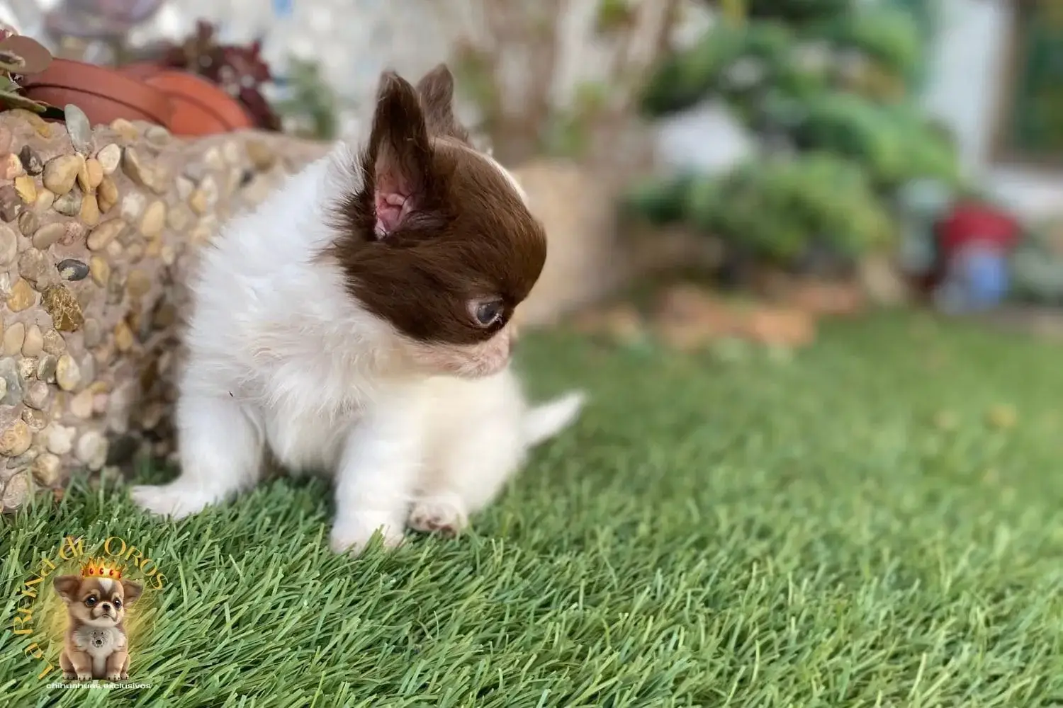 cachorro chihuahua takito criadero homologado